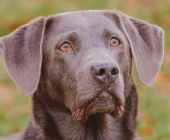 Joy_kleiner_kopf_klein